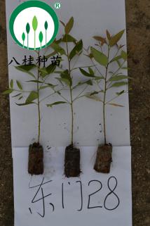 28-宣傳冊(cè)樹(shù)苗(加水印)